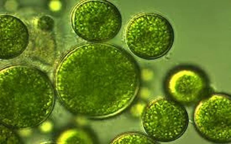 Microalgae as Sustainable Aviation Fuel — Virgotech's Progress Report