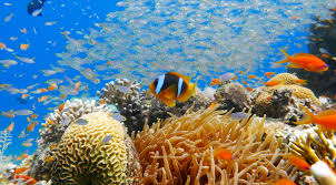 Marine Resource Development